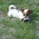 치와와 둥지 이미지