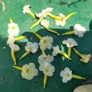 Uncarina leptocarpa 운카리나 렙토카파 (흰꽃) 이미지