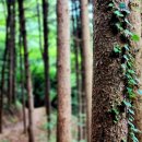 원주굽이길 16코스 매지순환둘레길 이미지