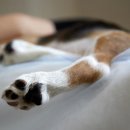 우리집 강아지 이미지