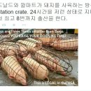 맥도날드와 윌마트가 돼지를 사육하는 방식 이미지