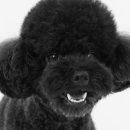 까사델뻬로 이미지