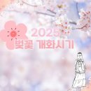 2025년 국내 벚꽃 개화 시기 예측하기 이미지