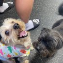 프리독스 이미지