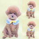 꼼꼼하개 이미지