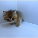 핫!도그 이미지