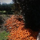 이정호농장 | < 제 1 1 회 > LISS 1차 제주도 (출발 → 귤 농장) 후기