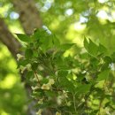 댕강 댕강 이미지