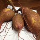 태균농장 이미지