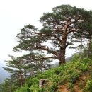 강산조경