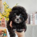 김해 강아지분양 베베몽 이미지