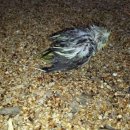 잉꼬농원 이미지