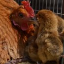 옛날토종닭 이미지