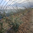 김신중농장 이미지