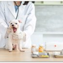 하나동물약국 이미지