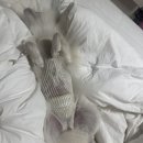 24시더휴동물의료센터 네이버블로그