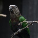 앵무새동물원 이미지