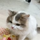 꽃댕이 멍집사 네이버블로그