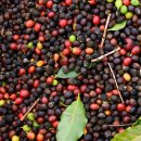 모모농장 이미지