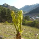 백전농장2 이미지