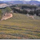 녹차농원 이미지