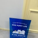 슬기로운 댕댕 유치원 이미지