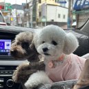 봄날펜션 이미지