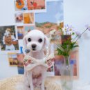 아루멍 그루밍 이미지