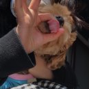 토리켄넬 이미지