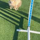 도그와트 이미지