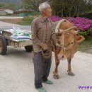 워낭소리 이미지