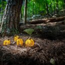 상관 공기마을 편백숲 | 완주군 상관 공기마을 편백숲 산행 &amp; 트레킹(feat. 뚜벅이 버스 및 콜버스 이용 팁)