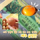 활농장 | 제주 프리미엄 무항생제 1등급 특란 귤빛란｜달걀요리 토달볶 계란말이 집밥 후기