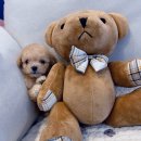 타이니펫 송파헬리오시티점 이미지