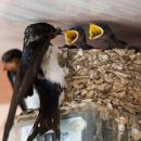 제비농장 이미지