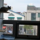 달봉냥의 꿈 이미지