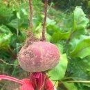 🌳텃밭활동 - 화제농장에 다녀왔어요👩‍🌾👨‍🌾 이미지