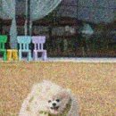멜하
