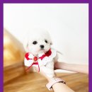 산청동물병원 | 산청강아지무료분양 화이트테리어