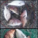 서해대교바다낚시터 이미지