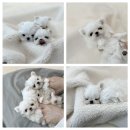 모델독켄넬 | 말티즈가정분양 알아보신다면 꼭 확인해주세요!!