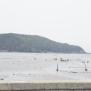 인천의 갯벌 이야기 이미지