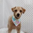 펫피파니 이미지