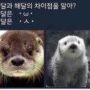 해달 Daum카페