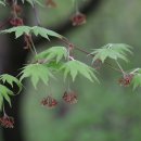 나무나무 이미지