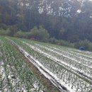 군산왕겨 이미지