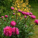 아이리스민박 이미지