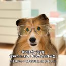 렌즈스토리 | 애견동반 안경점 글라스스토리 가좌역성공타워점 | 오클리안경 + 니콘 변색렌즈 개인맞춤 후기