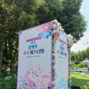 울산 장생포 고래문화마을 수국축제 실시간 탐방기🐾