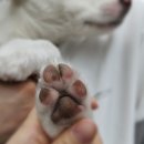 도그래스(DOGRASS) | 당진 강아지미용 : 우두동 도그래스